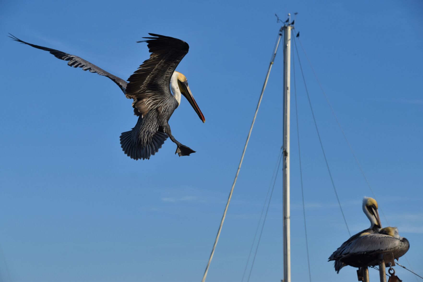 Coming home to Shem Creek